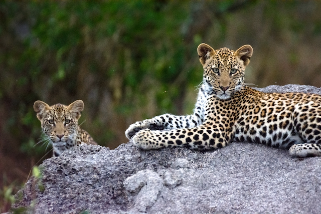 Leopards — Sabi Sands
